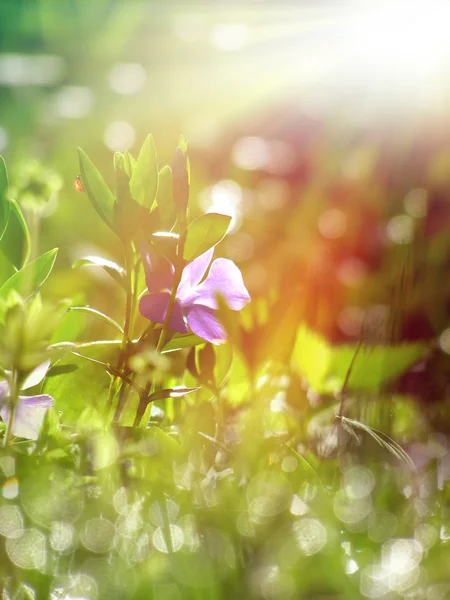 Lente gras en wild flower — Stockfoto