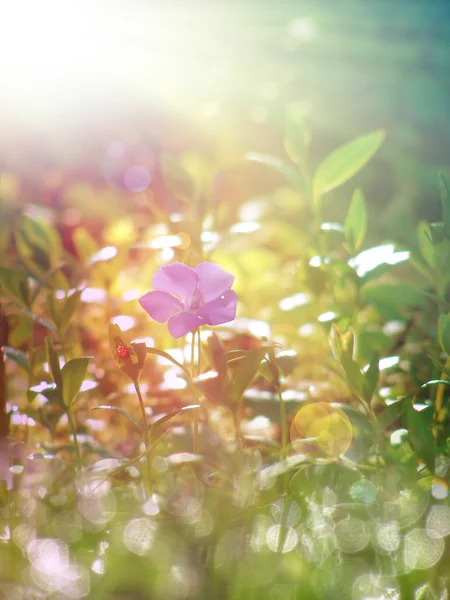 Frühlingsgras und wilde Blume — Stockfoto