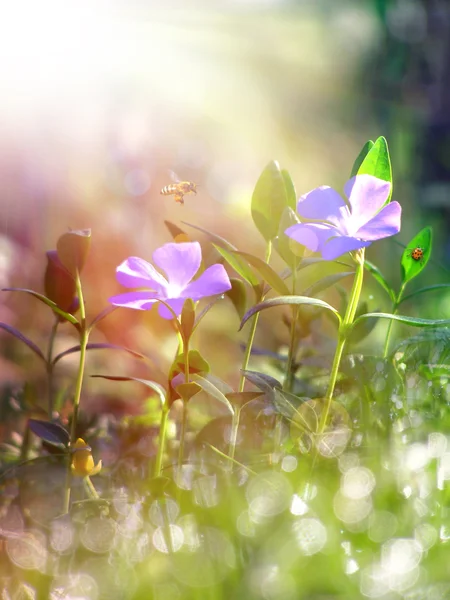 Grama de primavera e flor selvagem — Fotografia de Stock