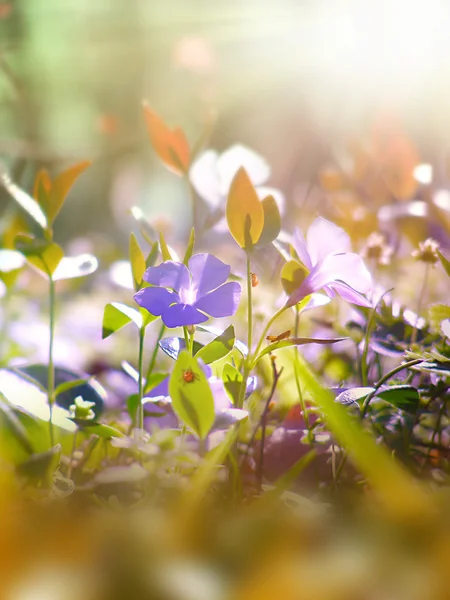 Erba primaverile e fiore selvatico — Foto Stock