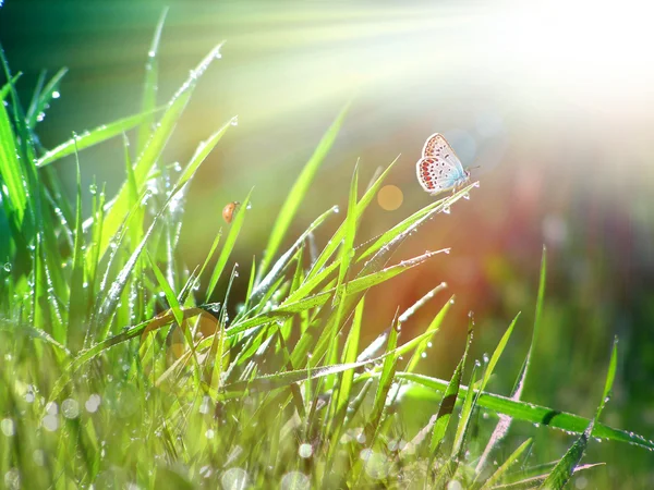 Grama de primavera e uma borboleta — Fotografia de Stock