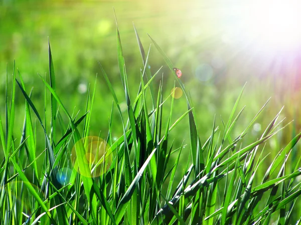 Groene grasachtergrond — Stockfoto