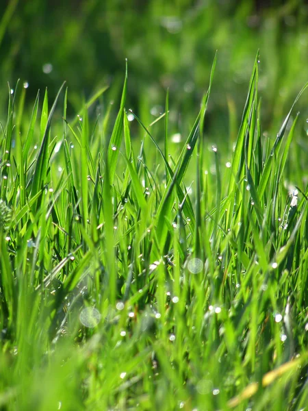 Fondo de hierba verde —  Fotos de Stock