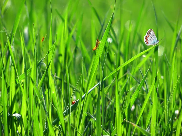Grön gräs bakgrund — Stockfoto