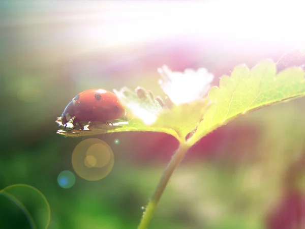 Nyckelpiga på ett grönt blad under morgonen sommaren solen — Stockfoto