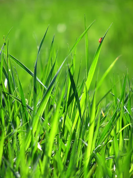 Groene grasachtergrond — Stockfoto