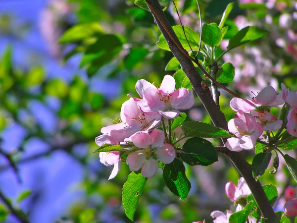 Rosafarbener Blütenapfelbaum — Stockfoto