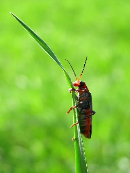 Un insecto en la hierba verde — Foto de Stock