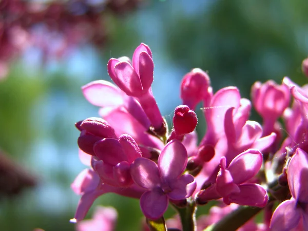 Fliederblüten im Frühling — Stockfoto