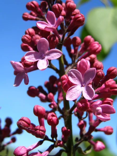 Jarní šeříkové květy — Stock fotografie