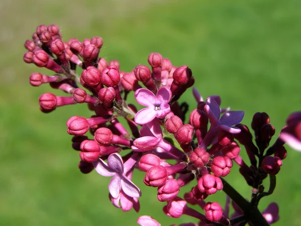 春天的紫丁香花 — 图库照片