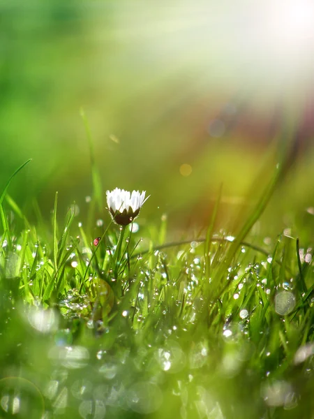 Grama de primavera e uma joaninha — Fotografia de Stock