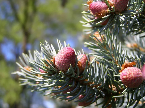 Pine tree branch, buds and cones — Stock Photo, Image