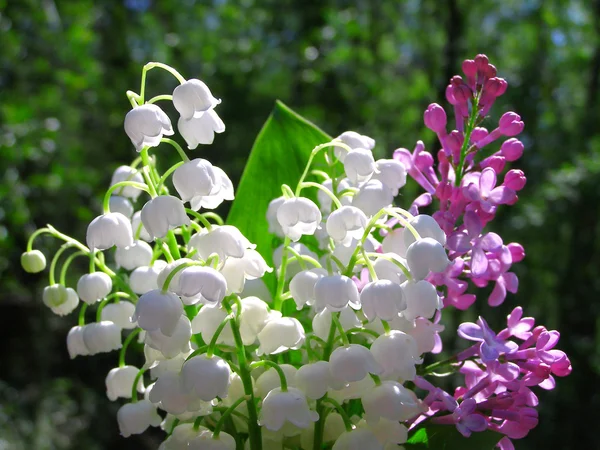 Lilly de la Vallée et bouquet de fleurs lilas printanières — Photo