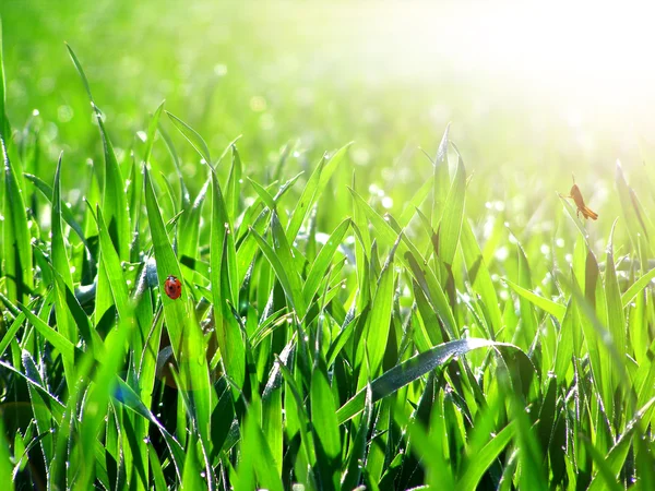 Groene grasachtergrond — Stockfoto