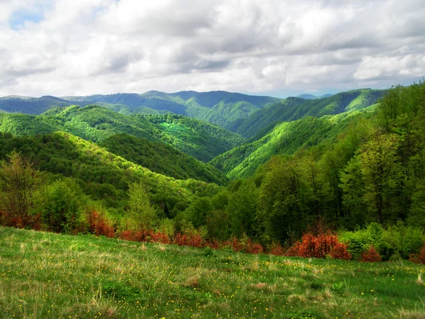 Schöne sommerliche Bergwelt — Stockfoto