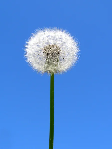 Löwenzahn — Stockfoto