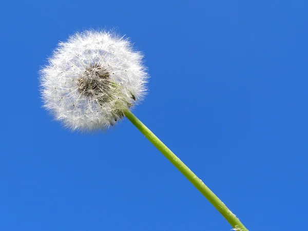 Diente de león — Foto de Stock