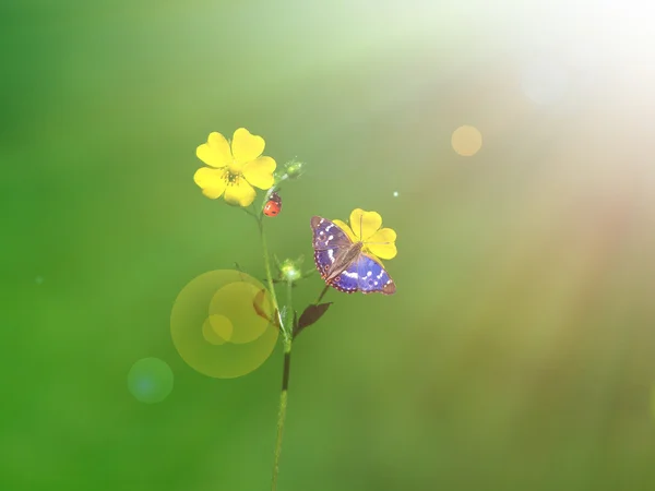 Flor amarilla bajo la luz solar del verano —  Fotos de Stock