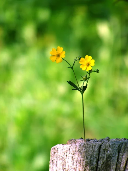 Bir ahşap sarı çiçek — Stok fotoğraf