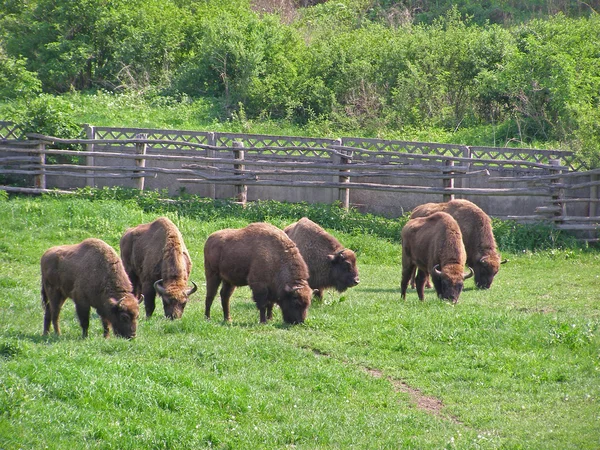 Aurochs (european bison) family — Stock Photo, Image