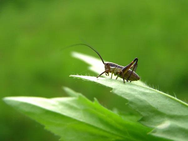 Een sprinkhaan staande op een groen blad — Stockfoto