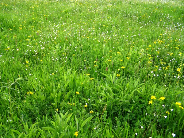 Grama verde selvagem e planta — Fotografia de Stock