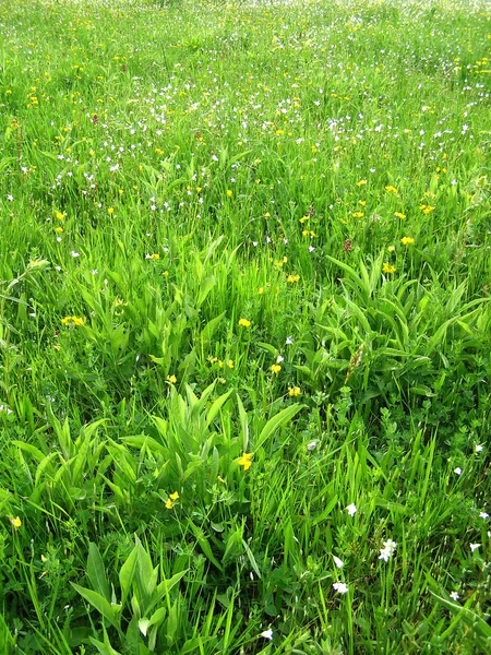 Hierba verde silvestre y planta —  Fotos de Stock