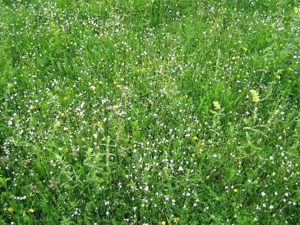 Tapete de grama verde selvagem e flores — Fotografia de Stock