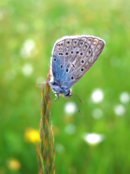 Een vlinder staande op een oor van gras — Stockfoto