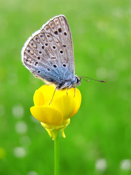 Una mariposa de pie sobre una flor amarilla —  Fotos de Stock