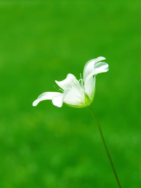 Flor tinny branco — Fotografia de Stock