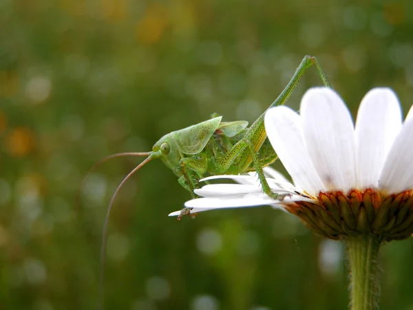 Een sprinkhaan staande op een daisy flower — Stockfoto