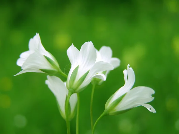 Witte blikkerig bloem — Stockfoto