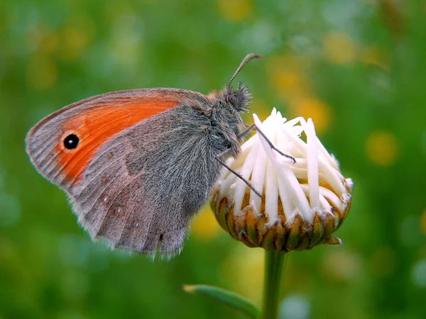 Uma borboleta em pé sobre um botão margarida — Fotografia de Stock