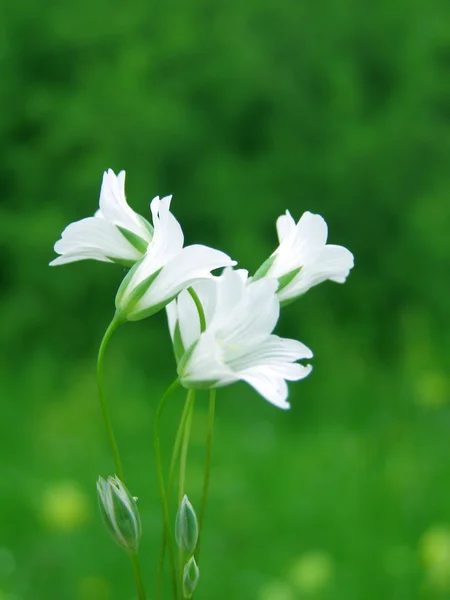 Flor tinny branco — Fotografia de Stock