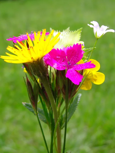 Ljusa färgglada bukett av vilda blommor — Stockfoto