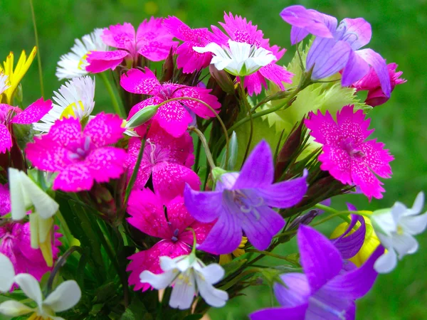 Bright colorful bouquet of wild flowers — Stock Photo, Image