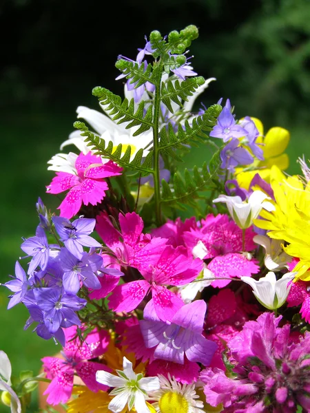 Luminoso bouquet colorato di fiori selvatici — Foto Stock