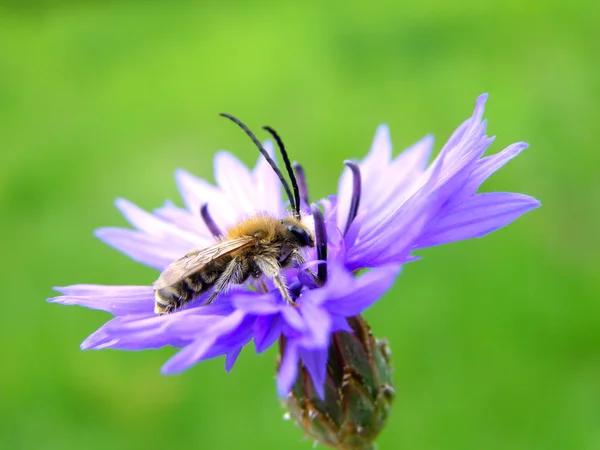 Één paarse bloem — Stockfoto