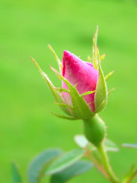 Ενιαίο κόκκινο τριαντάφυλλο μπουμπούκι — Φωτογραφία Αρχείου