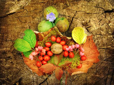 yaşlanma sonbahar fotoğrafçılık