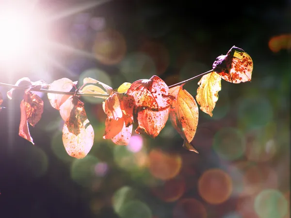 Folhas de Outono — Fotografia de Stock