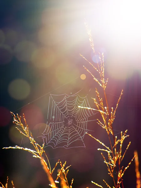 太陽の光の下で dryed 草スティック — ストック写真
