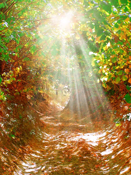 Bosque de otoño — Foto de Stock