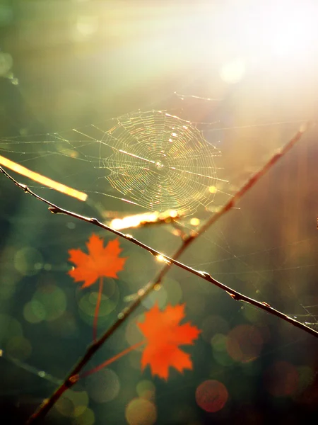 Autumn red leaves — Stock Photo, Image