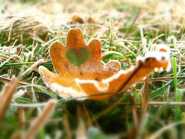 Autunno foglia di quercia — Foto Stock