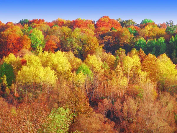 Herfstbos — Stockfoto