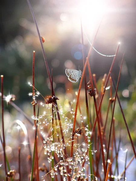 Gedroogd gras stok onder de sun beam — Stockfoto