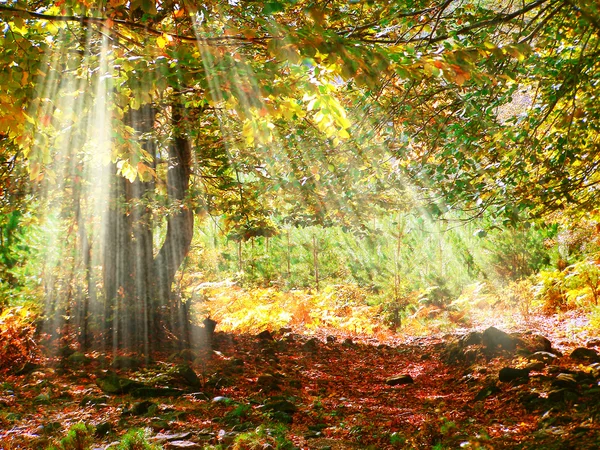 Höstens solstrålar mellan trädgrenar — 图库照片